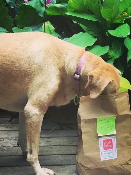 When the treats are so good you have to dive right into the bag. Bella knows what's up. Thanks for sharing this awesome photo.