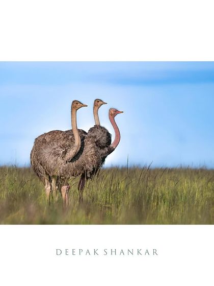 This fine art print captures the stillness and purpose of these magnificent birds. It’s a simple, elegant, and powerful composition.