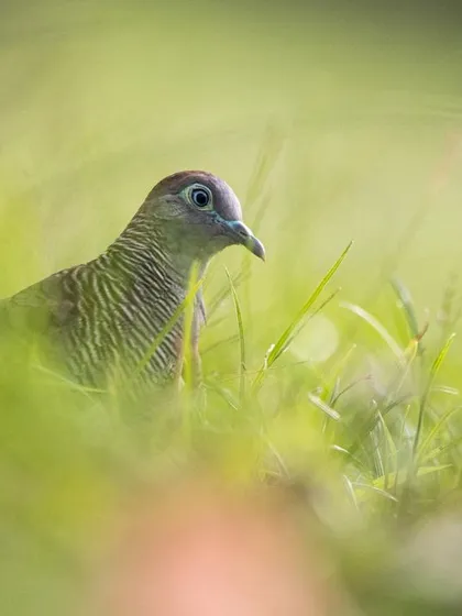 A Zebra Dove peeking through the tall green grass at Gardens by the Bay. I love how the out-of-focus blades of grass in the foreground create a natural frame and a sense of discovery.