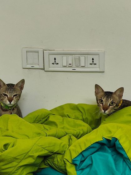 Sammy's Nest - Home Boarding for Small Pets Happy Cats: Our Boarding Guests photo 49