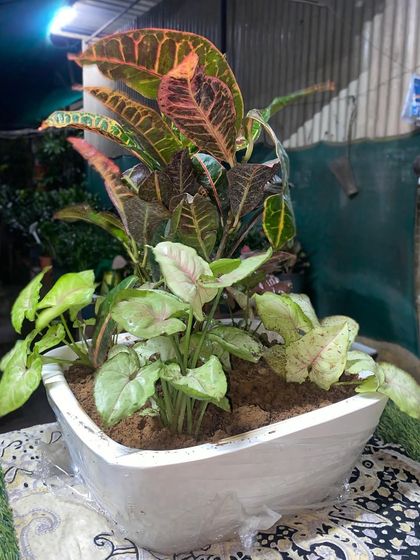 A custom arrangement in a white boat-shaped planter, combining a colorful Croton with a Syngonium. I can create mixed planters based on your preferences.