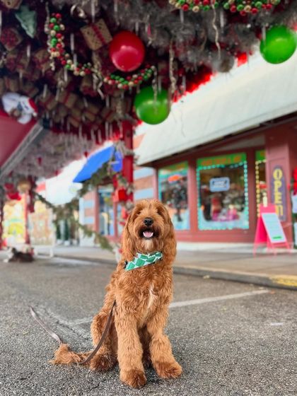 Tulsa Dog Trainer - Immersive Board & Train Programs Community Events & Pack Life photo 3