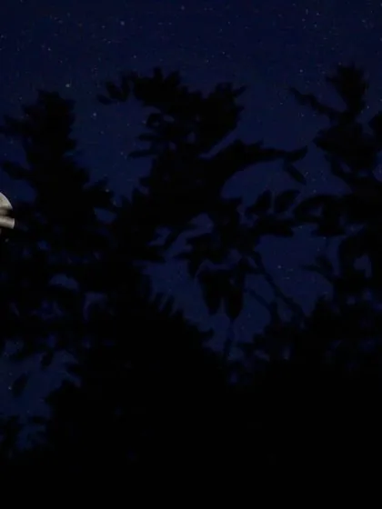 The full moon peeks through the silhouette of tree branches at night. In moments like these, when you stop and look around, you realize how amazing this life is.