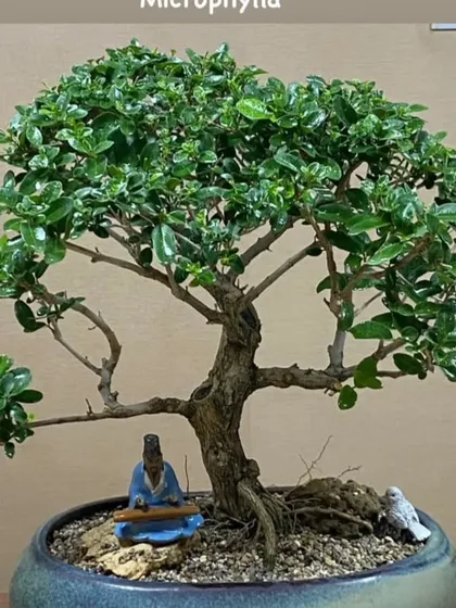 A full view of a Premna bonsai, showing its well-developed canopy and structure. A small figurine sits at its base, playing a musical instrument, adding a narrative element to the piece.