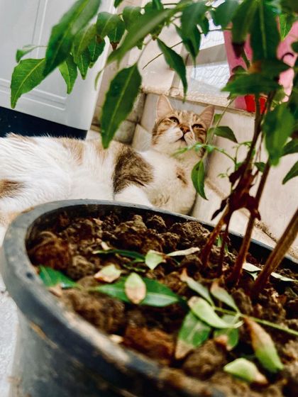 This cat thinks he is a professional model. Here he is, posing dramatically behind a potted plant, looking up as if he is in a high-fashion photoshoot.