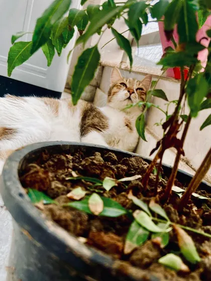This handsome cat is enjoying a peaceful moment in the balcony, relaxing near the plants. My babies have safe access to the balcony for some fresh air and sunbathing.