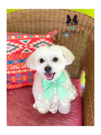 Furrybells Pet Grooming - Pet Grooming (Dogs & Cats) Breed-Specific Dog Styles photo 3