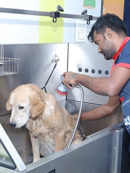 Zigly - Professional Pet Grooming & Spa The Complete Grooming Experience photo 3