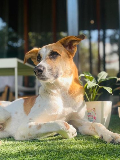 Panda, a 3-year-old Indie, relaxing in the sun. We are working on his leash reactivity and building his confidence.