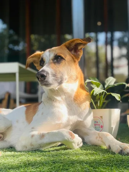 Panda, a 3-year-old Indie, relaxing in the sun. We are working on his leash reactivity and building his confidence.