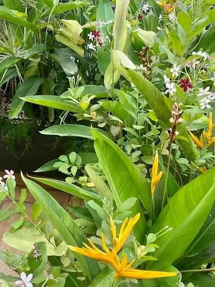 We love when our clients share photos of their gardens in full bloom. This beautiful close-up of Heliconia and other tropical flowers from a terrace garden we designed is a testament to how a well-maintained space can bring daily joy.