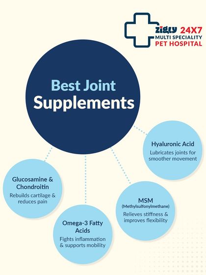 Zigly - Veterinary Services Specialized Care: Arthritis, Dental & Mobility photo 11