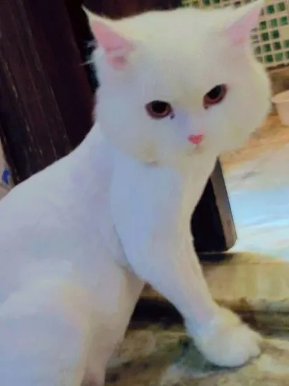 Yes, I groom cats too. This white Persian cat has a fresh summer haircut to prevent matting and keep it comfortable. Cat grooming is done with extra care.