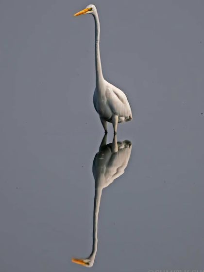 A Great Egret and its perfect reflection in the still water, creating a beautiful, symmetrical, and artistic composition.