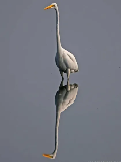 A Great Egret and its perfect reflection in the still water, creating a beautiful, symmetrical, and artistic composition.