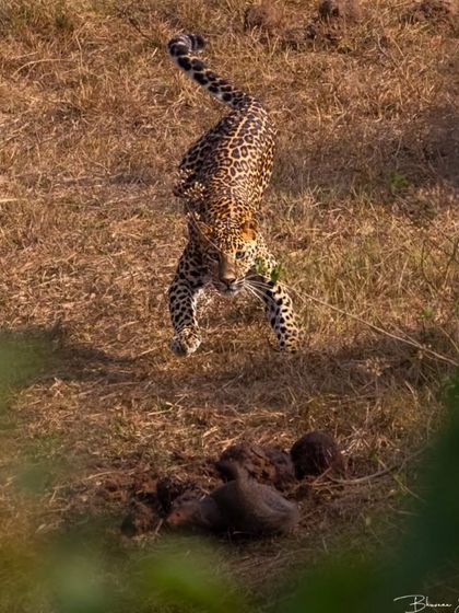 A leopard leaps to catch a mongoose in Bandipur. This action shot, captured by a young guest, shows that with the right guidance, anyone can capture incredible moments.