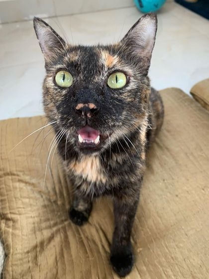 Stormy demanding treats, probably. She's very good at communicating her needs!