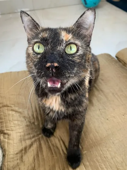 Stormy demanding treats, probably. She's very good at communicating her needs!