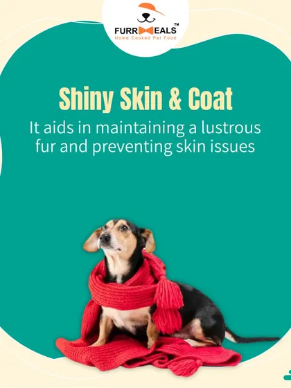 This extensive library of educational content covers everything a pet parent needs to know, from the benefits of turmeric and moringa to tips for hydration, sleep, dental health, and raising a new puppy.
