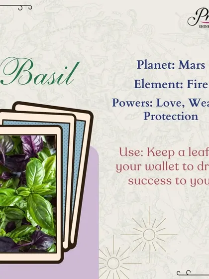 Basil is a sacred herb associated with love, wealth, and protection. To draw success and money to you, simply keep a fresh basil leaf in your wallet. It's a small act with powerful vibrational benefits.