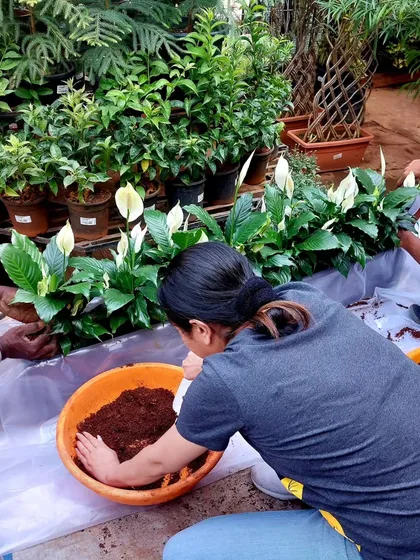 Here, our team works together to plant a series of Peace Lilies in a large trough for a balcony. This shows our process for creating custom green arrangements for specific spaces.