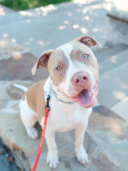 Tulsa Dog Trainer - Pack Walks Our Pack Walks in Action photo 14