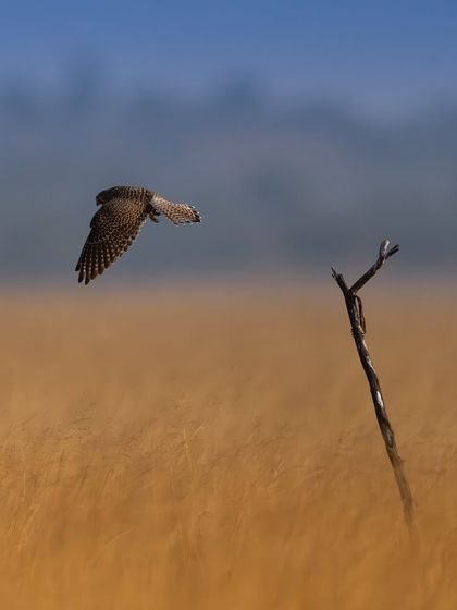 A common kestrel in flight, having just taken off from its perch. The motion blur in the background of golden grass gives a great sense of speed.