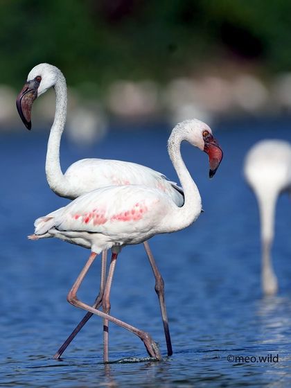 It looks like a two-headed bird! This was a lucky shot where two flamingos lined up perfectly, creating a fun and confusing optical illusion.