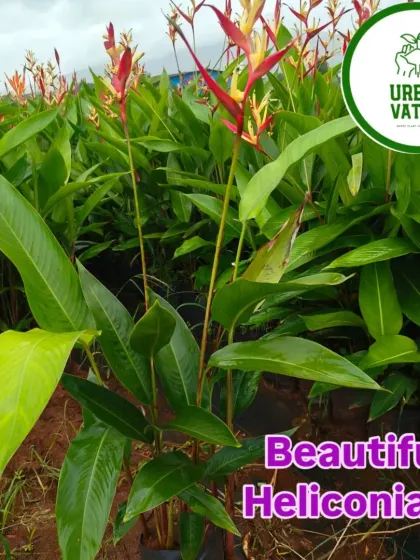 A close-up of the beautiful Heliconia flower.