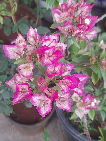 A beautiful Bougainvillea with variegated pink and white bracts. This is a hardy, drought-tolerant plant that provides a spectacular show of color for most of the year.