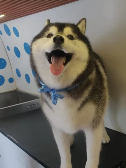 This is the smile we work for! A happy, freshly groomed Husky feeling cool and clean after a de-shedding and styling session in our climate-controlled van. We handle all breeds, big and small, with the expert care they deserve.