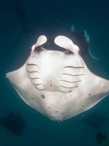 A close-up of a manta ray from below, showing the intricate patterns on its belly. It's like a work of art.