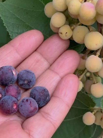 Neha Bhardwaj - Clinical Nutrition for Disease Management Food as Medicine: Know Your Ingredients photo 5