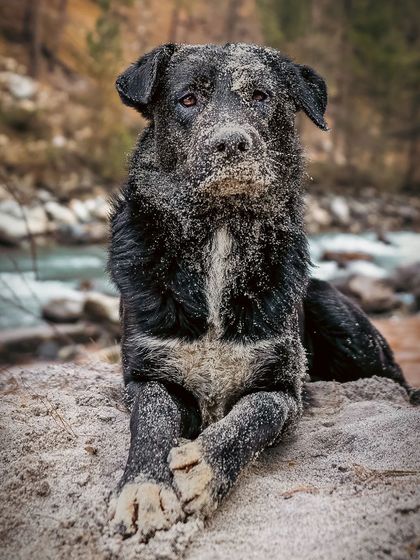 A full portrait of the dog covered in sand, looking directly at the camera with a wise expression.