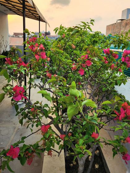 Delhi Gardner - Full-Service Landscaping Urban Green Spaces: Balconies, Terraces & Vertical Gardens photo 14