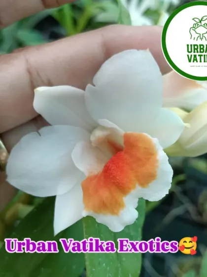 A beautiful white and orange Dendrobium orchid.