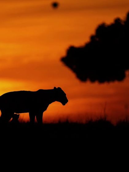 Wild Encounters: Action & Behavior photo 30