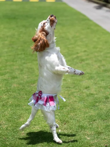 This is Luna the Spaniel, full of energy and joy during her park photoshoot. Capturing action shots like this, with her mid-jump in her cute tutu, is all about celebrating the playful spirit of your pet.