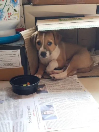 The same abandoned puppy, looking a bit shy in his makeshift cardboard box home. He needs a family who won't leave him alone.