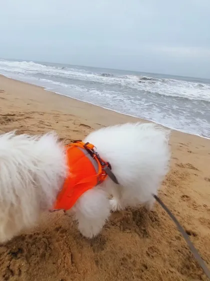 This is Ginger, one of my proud graduates, enjoying a day at the beach. He started as a very nervous pup, but with patience and teamwork with his parents, he blossomed into the happy, confident boy you see here. This is the goal for every puppy I train.