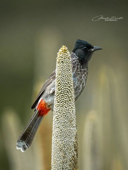 Portraits of the Wild photo 43