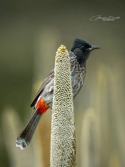 A Red-vented Bulbul peeking over a millet stalk. The composition is simple but effective, highlighting the bird's curious nature.