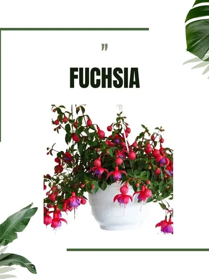 Fuchsias, with their unique, dangling flowers, add a touch of exotic elegance to any hanging basket arrangement.