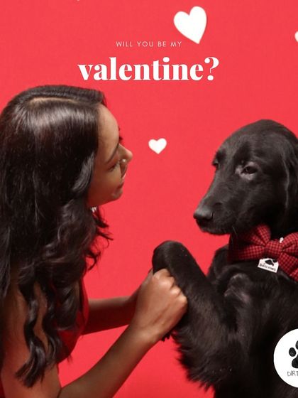 Will you be my Valentine? This photo captures a sweet moment, featuring my dog in the Red Check Bow and Collar set, perfect for proposal day.