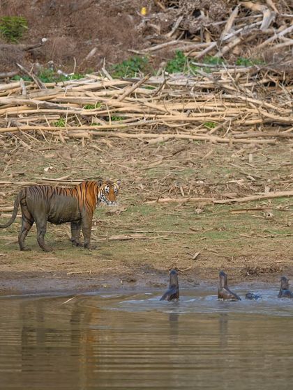 A rare standoff between a young tiger and a family of otters in the backwaters of Kabini. The otters, bold and united, actually chased the tiger out of the water. It's a perfect example of the unexpected drama the jungle offers.