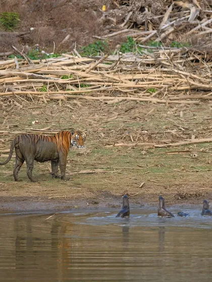 A rare standoff between a young tiger and a family of otters in the backwaters of Kabini. The otters, bold and united, actually chased the tiger out of the water. It's a perfect example of the unexpected drama the jungle offers.