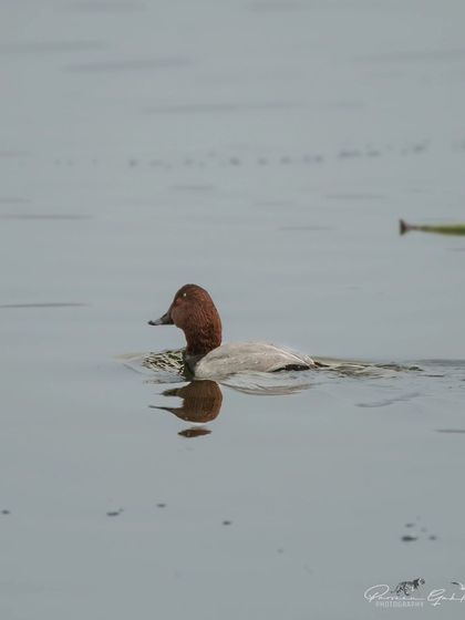 A single Common Pochard, a type of diving duck, creating a perfect reflection.