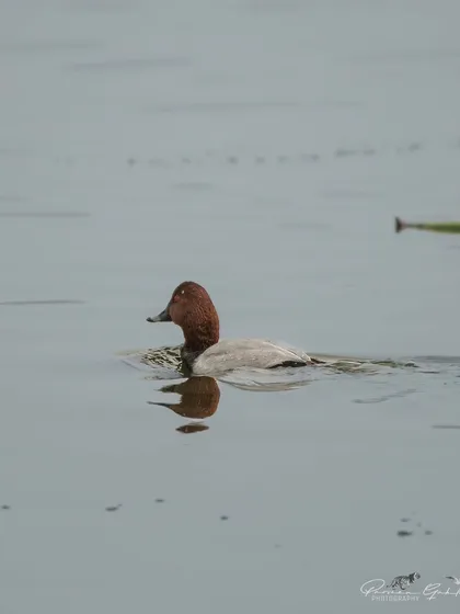 A single Common Pochard, a type of diving duck, creating a perfect reflection.