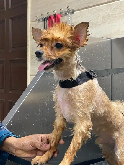 A wet Chihuahua mid-bath. Even the smallest dogs get the full, careful spa treatment here.