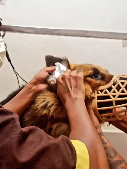 During the wet season, moisture can get trapped in your pet's ears and cause infections. Here, we are carefully cleaning a German Shepherd's ears to keep them dry and healthy.